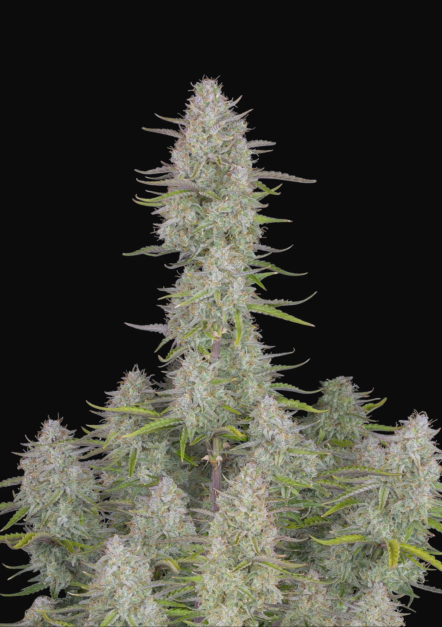 Wedding Cheesecake Feminised Seeds