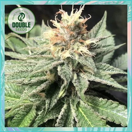 Quick Bud Feminised Seeds