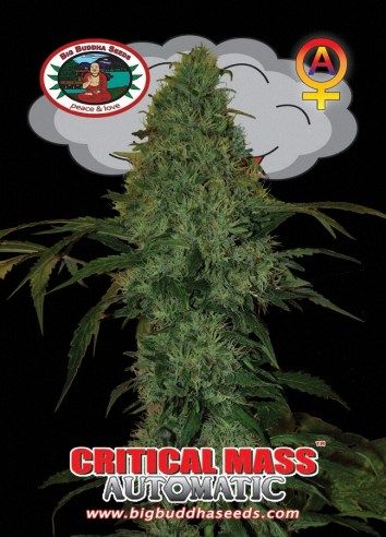 Critical Mass Automatic Feminised Seeds