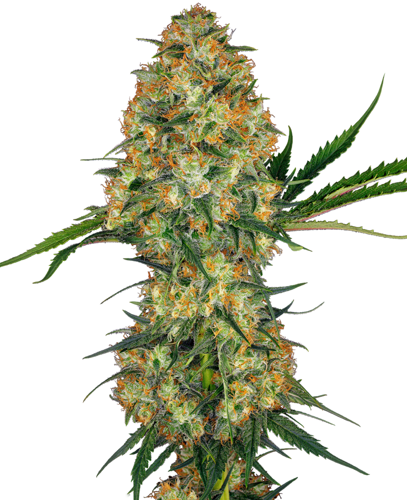 Hindu Kush Feminised Seeds