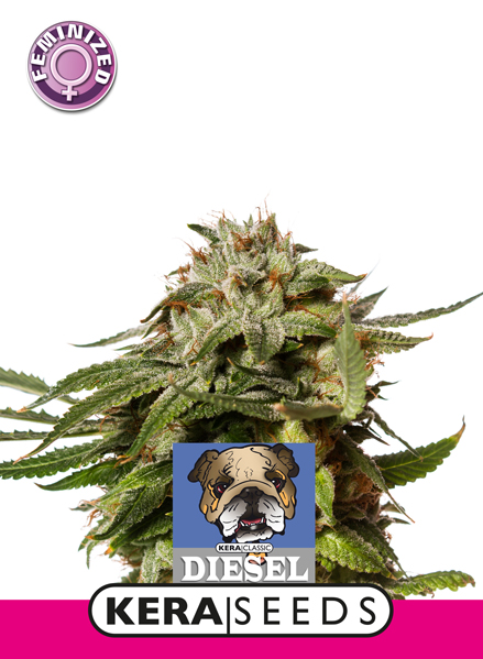 Premium Diesel Feminised Seeds
