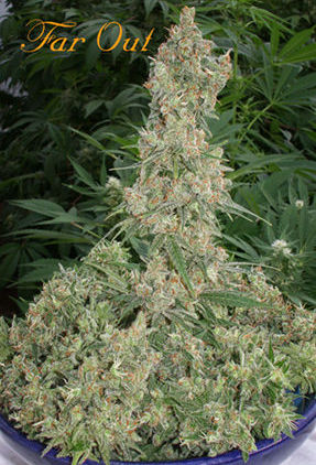 Far Out Feminised Seeds