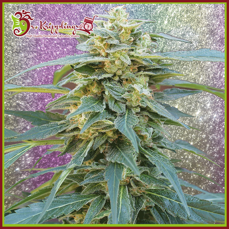 D.K. Won Feminised Seeds