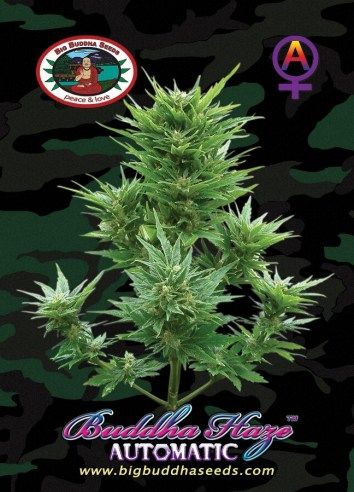 Buddha Haze Automatic Feminised Seeds