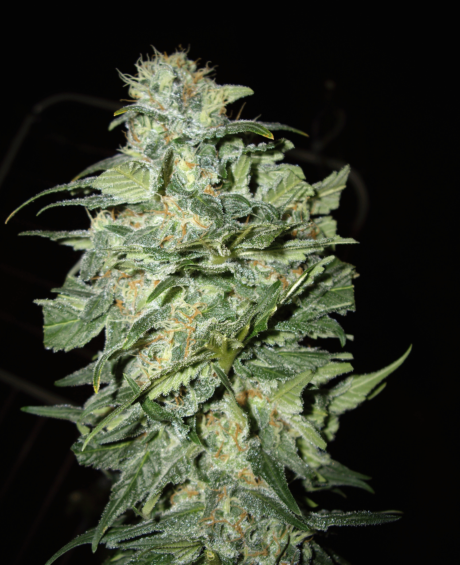Crop Circle Auto Feminised Seeds