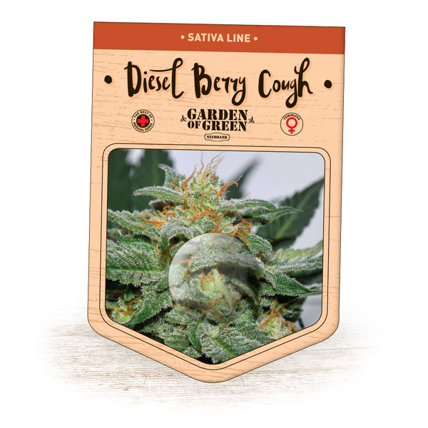 Diesel Berry Cough Feminised Seeds