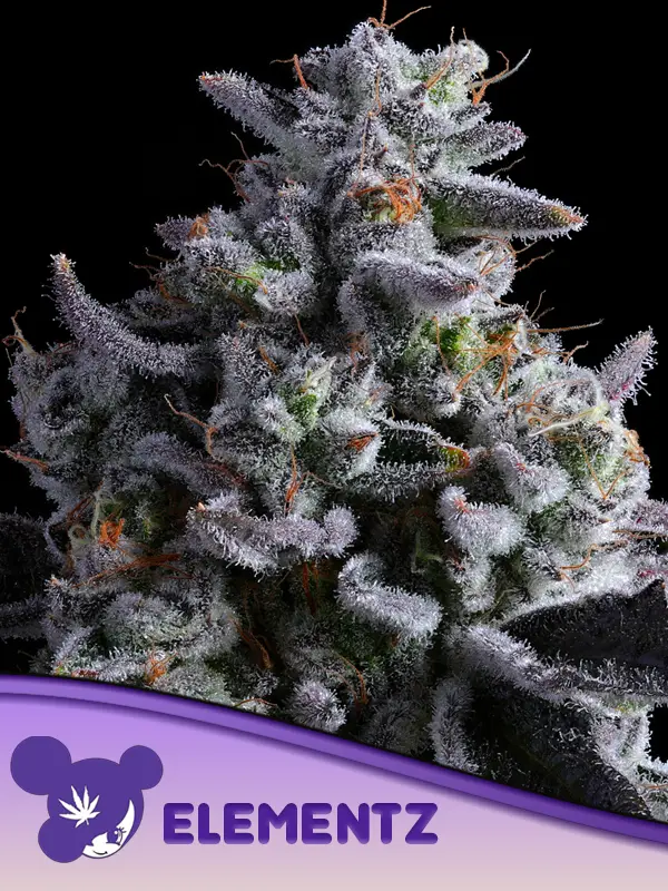 Elementz Feminised Cannabis Seeds Anesia Seeds