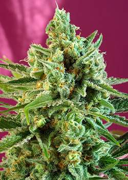 S.A.D. CBD Feminised Seeds