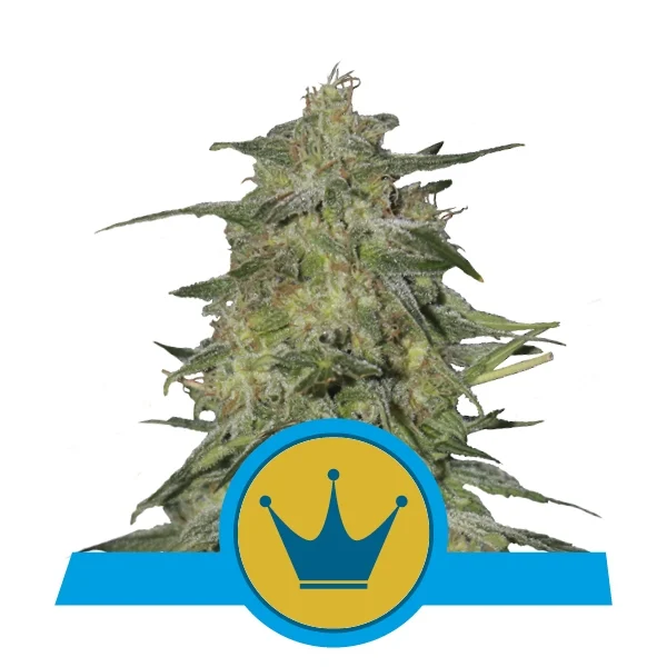 Royal Highness Feminised Seeds