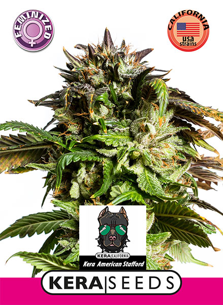American Stafford Feminised Seeds