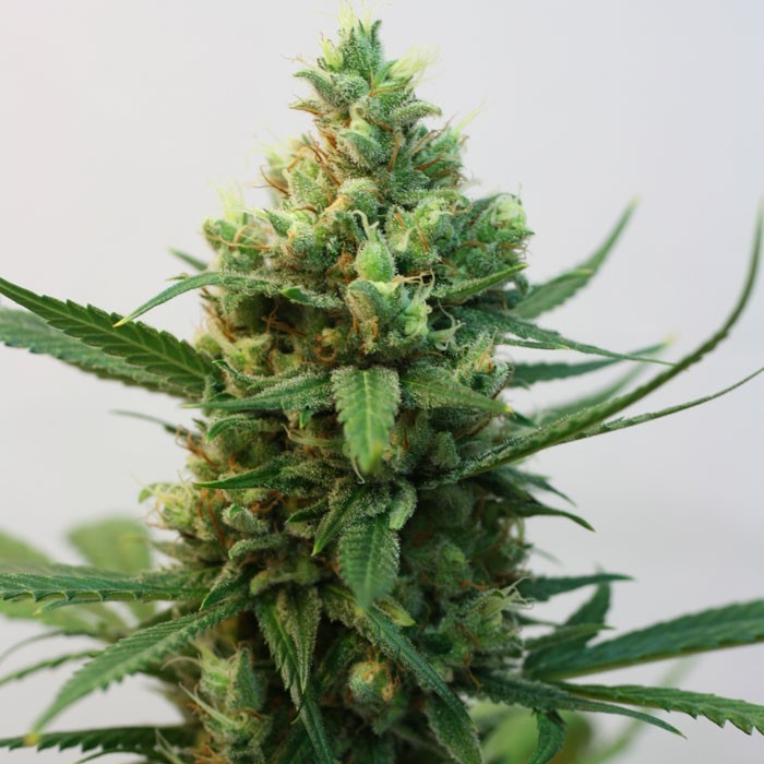 Toxic Feminised Seeds