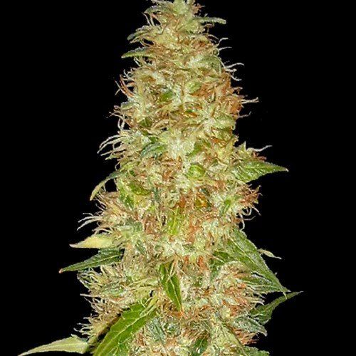 Moon Walker Kush Feminised Seeds