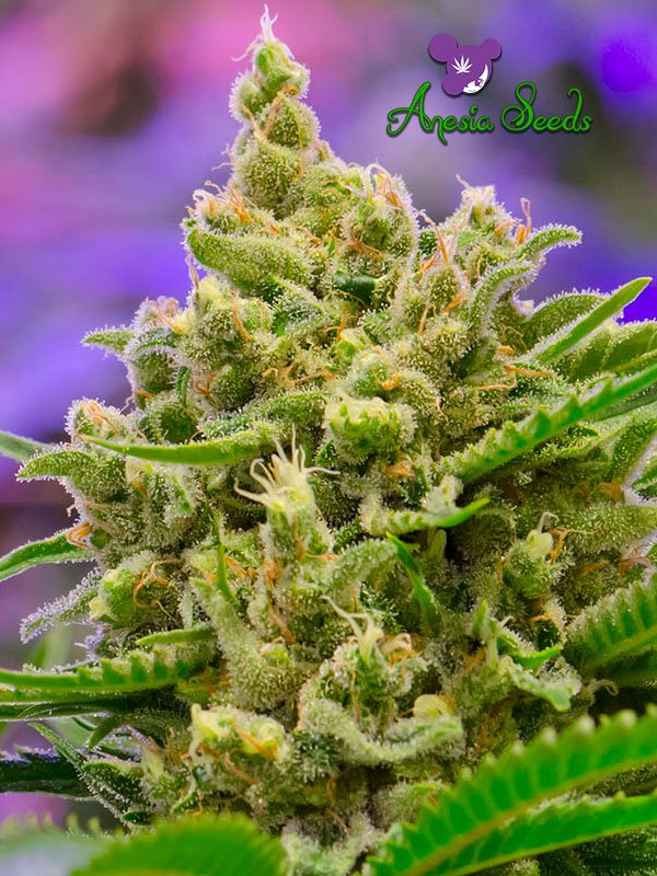 Big Bazooka Auto  Feminised Seeds