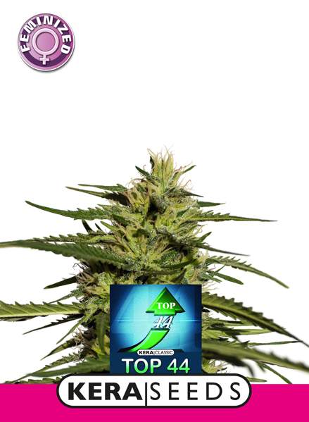 Top 44 Feminised Seeds