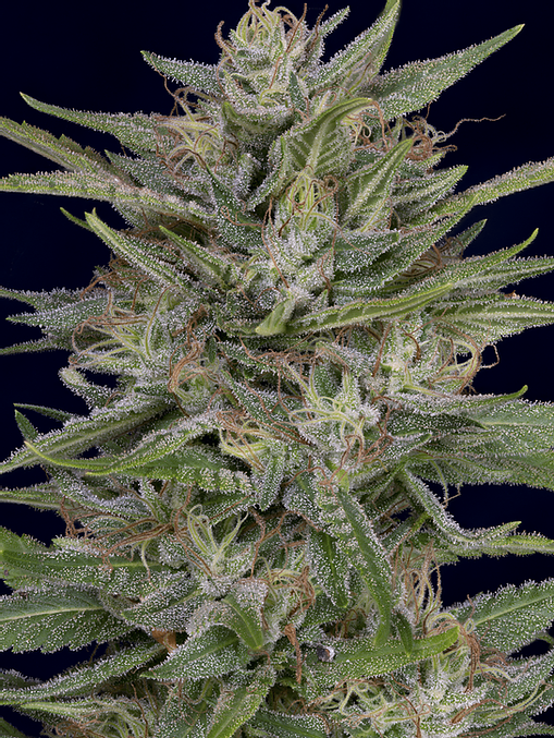 Don AK Feminised Seeds