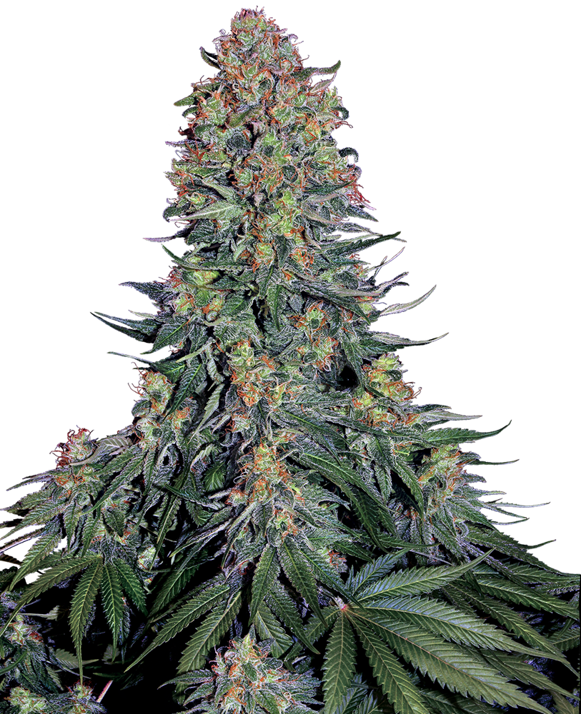 Blue Skunk Feminised Seeds