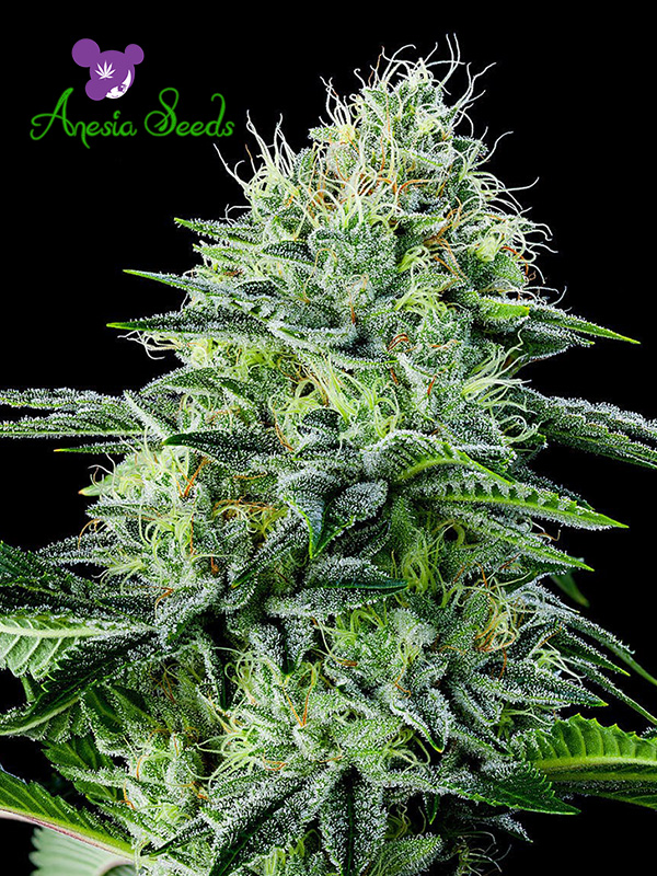 Auto Strawberry Banana Feminised Cannabis Seeds Anesia Seeds