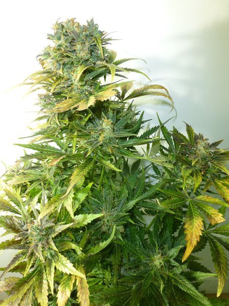 Amazing Cherry Feminised Seeds