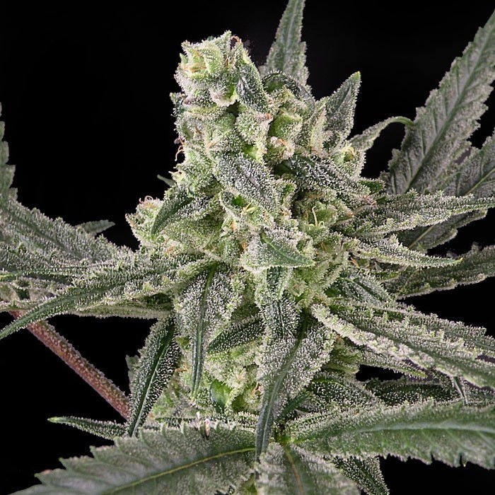 Old School Feminised Seeds