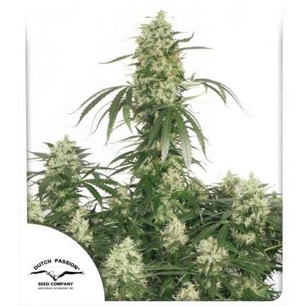 Euforia Feminised Seeds
