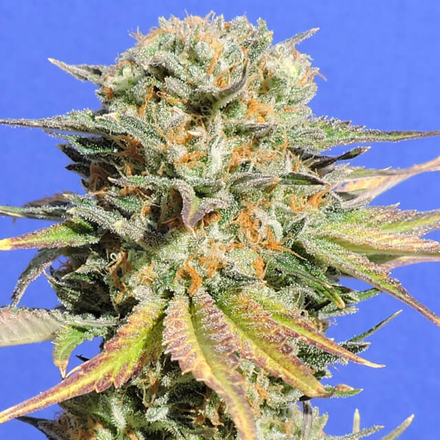 Bruce Banner #3 Feminised Original Sensible Seeds