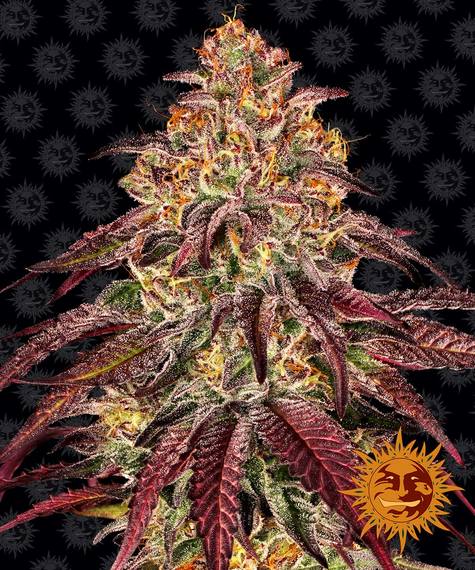 Mimosa x Orange Punch Auto Feminised Seeds