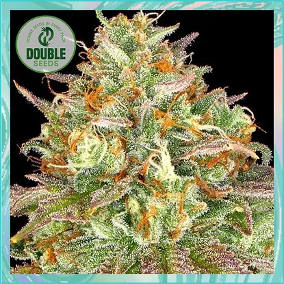 Wedding Cake Feminised Seeds