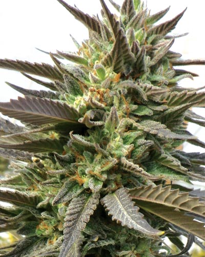 Blue Blood Feminised Medicann Seeds