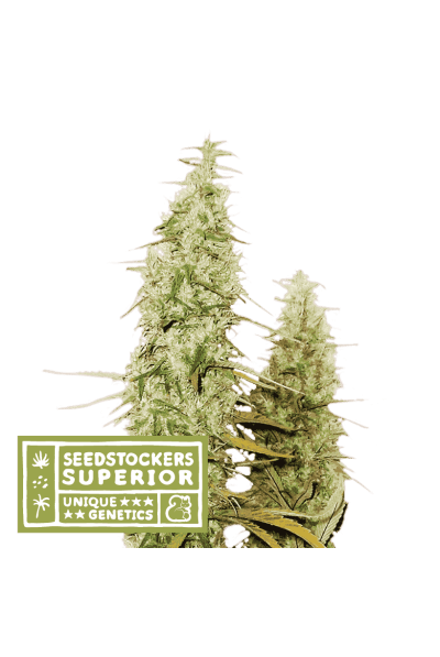 Santa Marta Haze Feminised Seeds