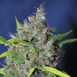 Smurfberry Automatic Feminised Seeds
