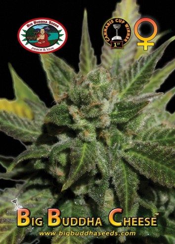 Cheese Feminised Big Buddha Seeds