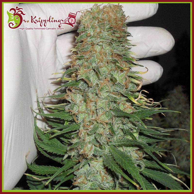 Mango Chutney Feminised Seeds