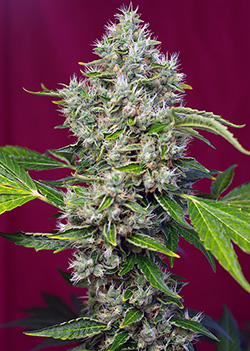 San Fernando Lemon Kush Feminised Seeds