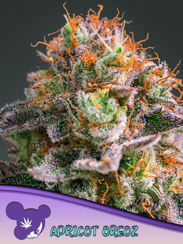 Apricot Oreoz Feminised Cannabis Seeds Anesia Seeds
