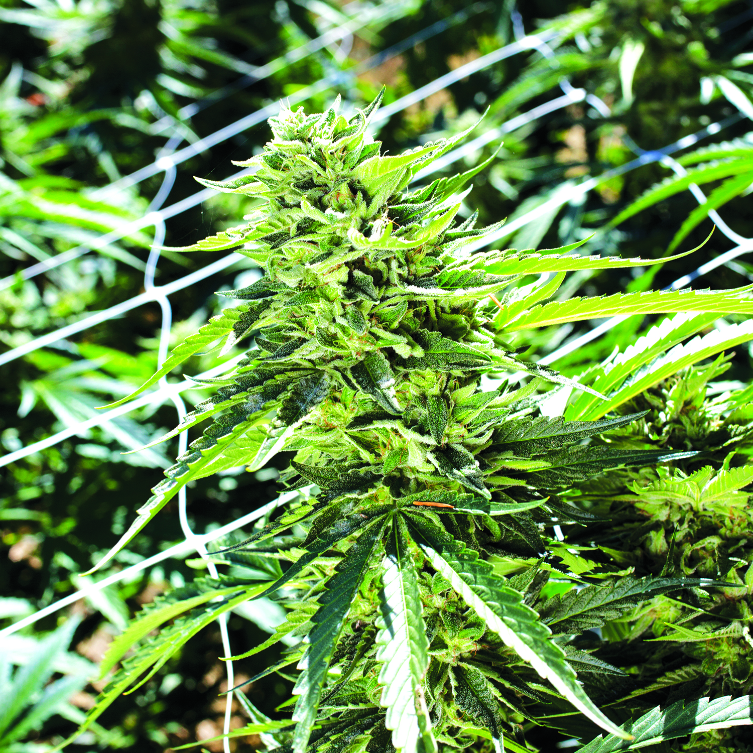 Sour Lemon OG Feminised Seeds