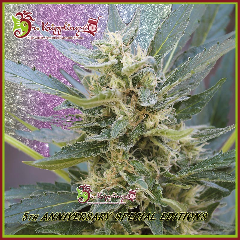 Jumping Jack Dash Auto Feminised Seeds