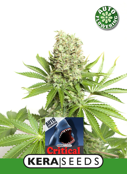 Critical Auto Feminised Kera Seeds