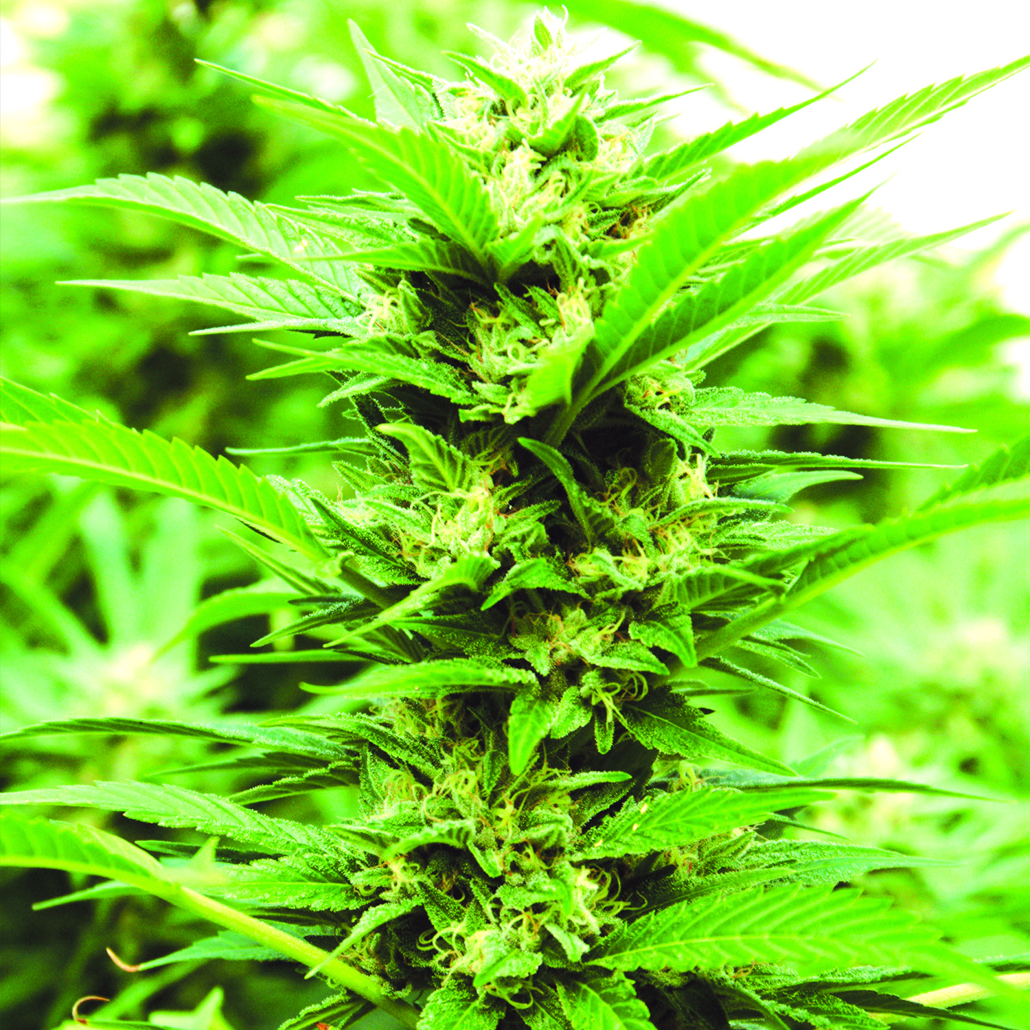 Emerald Jack Feminised Seeds