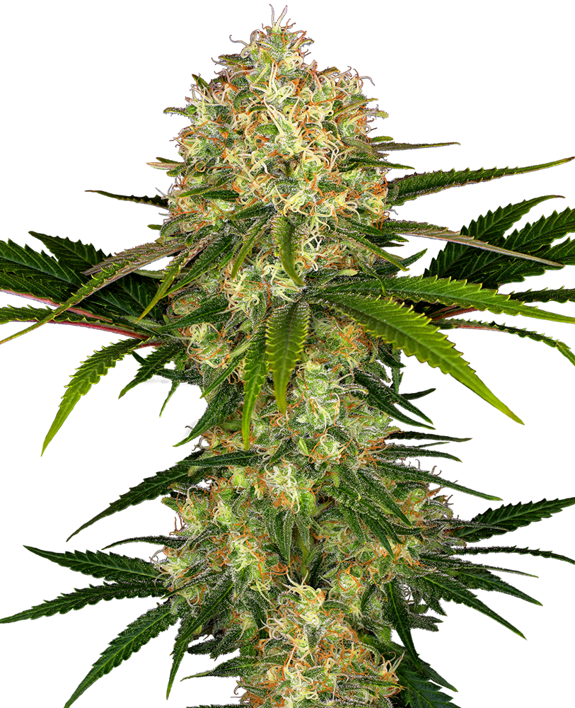Afghani #1 Feminised Seeds