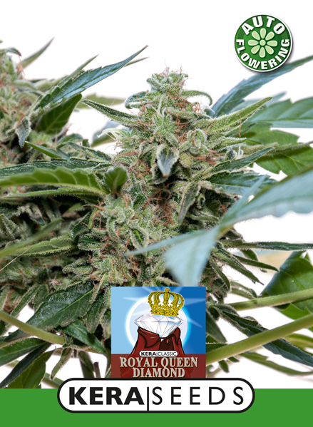 Royal Q Diamond Auto Feminised Seeds