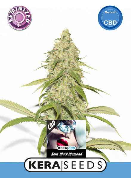 CBD Black Diamond Feminised Seeds