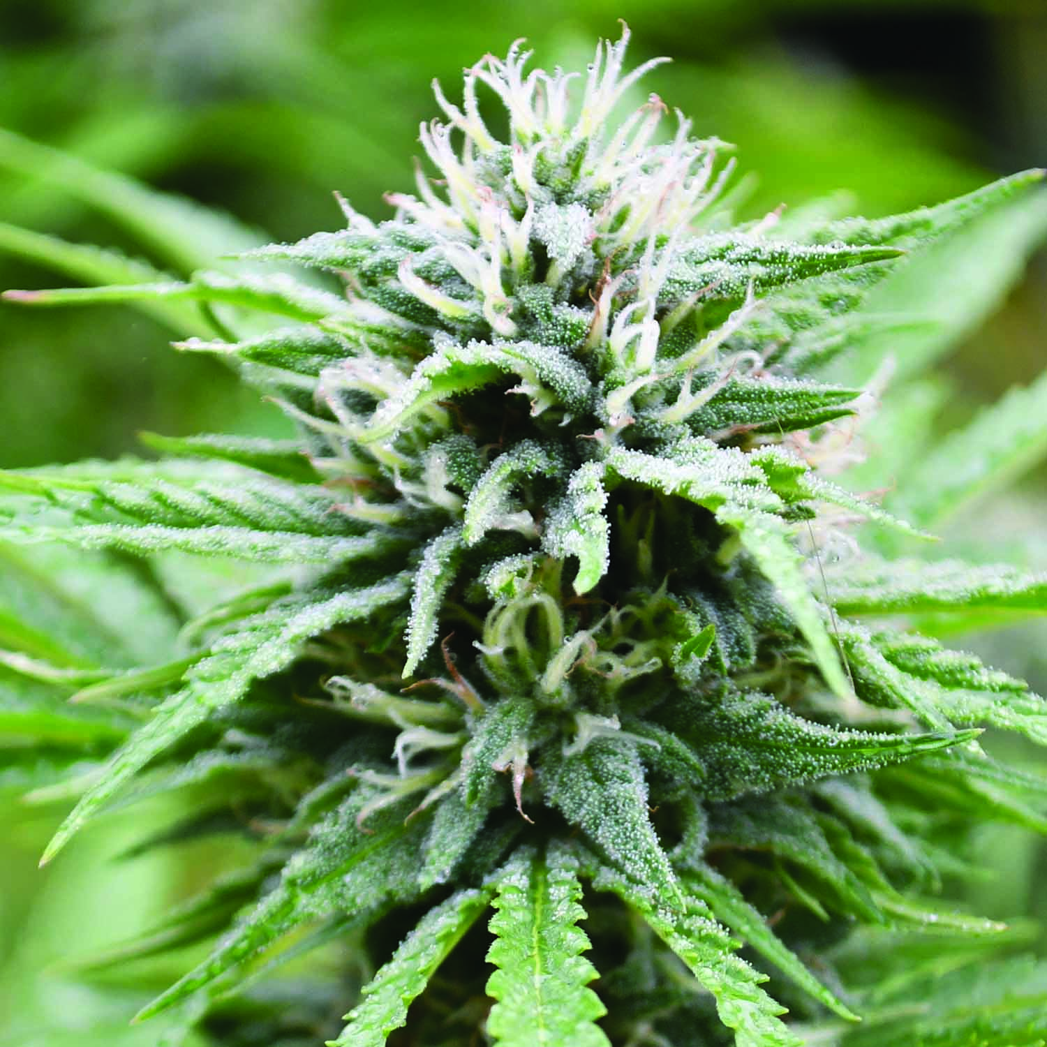 Candyland Feminised Emerald Triangle Seeds