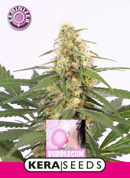 Bubblegum Feminised Seeds