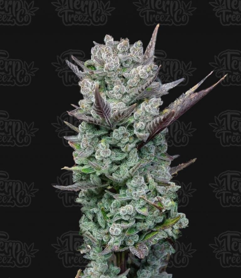 Blue Nerdz Feminised Terp Treez Co Seeds