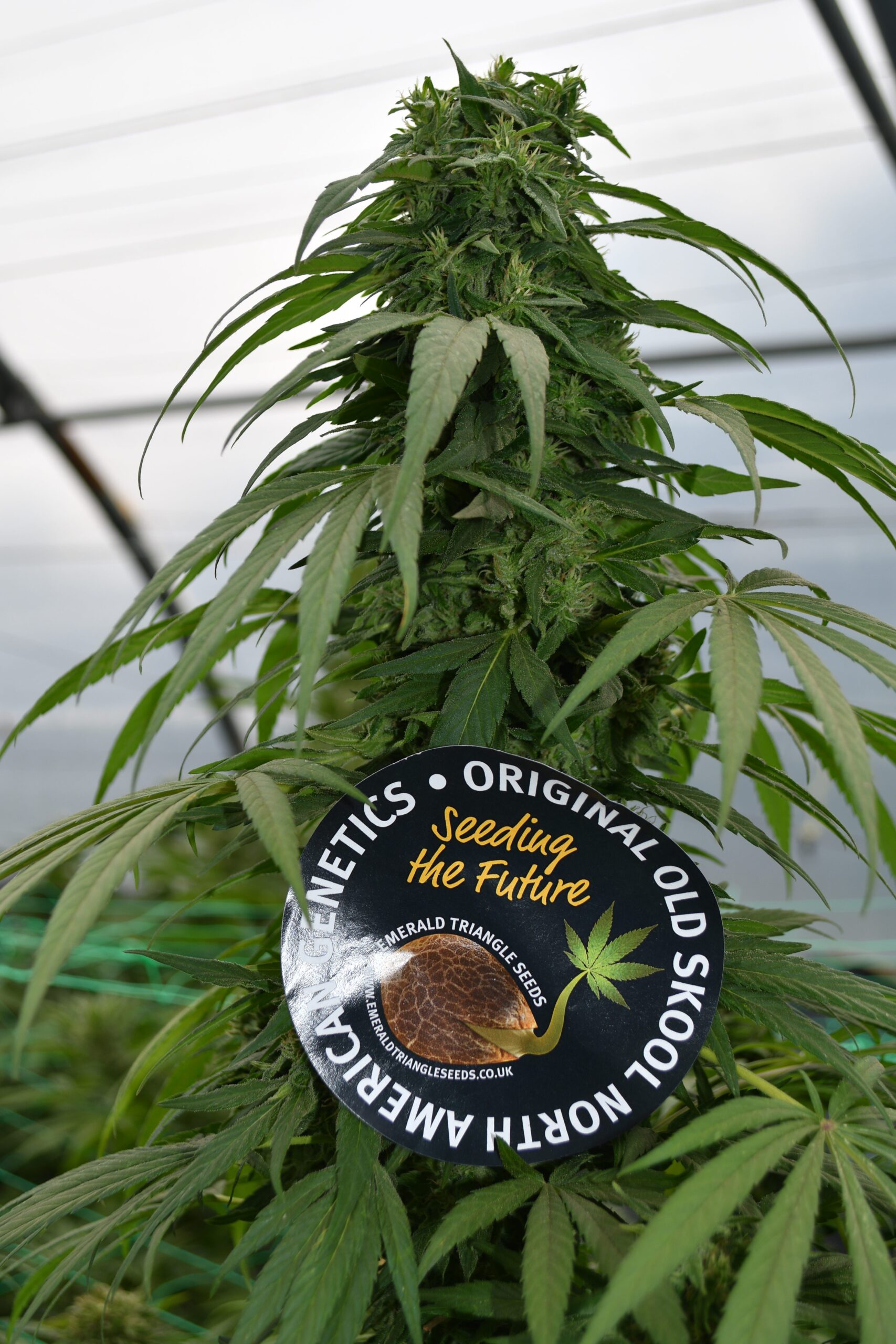 Mandarin Mimosa Feminised Seeds