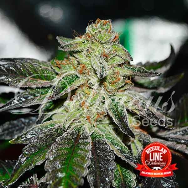 Original Juan Herer Feminised Seeds