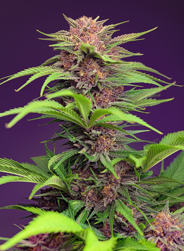 Red Mimosa XL Auto Feminised Seeds