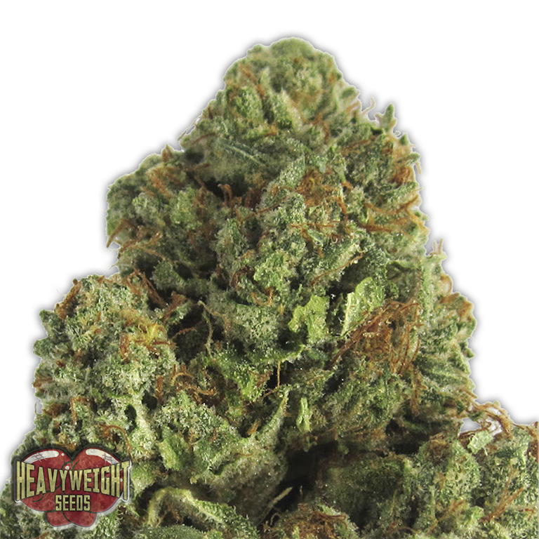 Midnight Mass Feminised Seeds