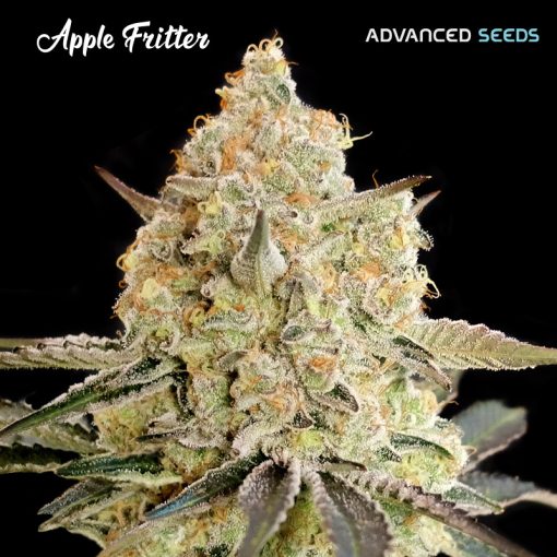 Apple Fritter Feminised Advanced Seeds