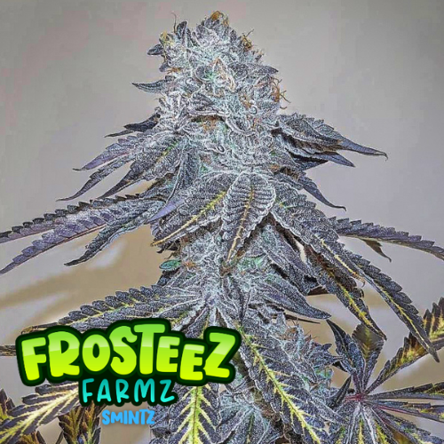 Zmintz Feminised Seeds